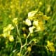 The stem tip is around two feet tall, and its branches hold a tiny little cluster of these cheery-looking yellow flowers.