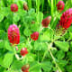 These crimson beauties were some of the first wildflowers to appear this Spring along our greenbelt area.
