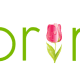 Green Spring with pink tulip
