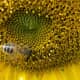 As bees pollinate the sunflowers, more and more tiny flowerettes will produce on top of the seeds.