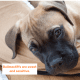 Bullmastiffs may look tough, but they are sensitive and sweet.