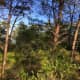Hobe Sound Scrub Preserve, Florida