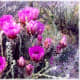 CALICO CACTUS