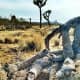 Adele the Desert Tortoise Burrows Beneath a Fallen Joshua Tree