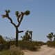 bearing-a-biblical-reference---joshua-tree-national-park