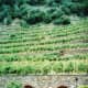 Entrance to AR.PE.PE. Winery