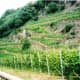 Bettini winery vineyards