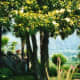 Lush foliage and great views