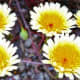 Death Valley National Park flowers