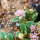 Some blooming plants in Death Valley National Park