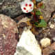 Amazing how these flowers bloom in the desert! Death Valley National Park