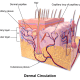 Skin DermalCirculation