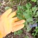 Gloves are essential when picking stinging nettles