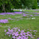 Masses of wildflowers drew our attention to noticing this little country cemetery. near Retreat Hill Winery.