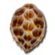 Hawksbill turtle shell