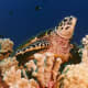 Hawksbill turtle in the coral reef