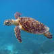 The carapace of the hawksbill turtle can be seen clearly in this picture