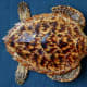 hawksbill-turtle-a-critically-endangered-species