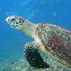Hawksbill turtle on Pom Pom island