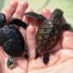 Green and Hawksbill turtle hatchlings