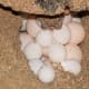 Hawksbill turtle laying eggs