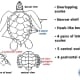 Parts of the carapace