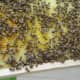 Beehive Frame Full of Multicolored Pollen