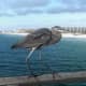 A Great Blue Heron (Ardea herodias)perched on the railing of the fishing pier