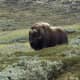 The Arctic Peoples have muskox instead of bison.