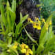 Dancing Lady Orchids