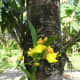 Dancing Lady Orchids