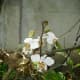my-beautiful-orchids