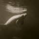crystal-river-manatee-endangered-species-florida-sea-cow