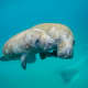 Mother and calf swimming