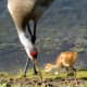 sandhill_baby