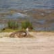 sandhill_baby