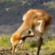 sandhill_baby