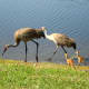 sandhill_baby