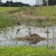 sandhill_baby