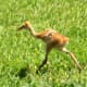 sandhill_baby