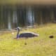 sandhill_baby