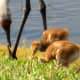 sandhill_baby