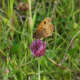 Meadow brown butterfly