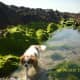 Angus at Carne Beach, Belmullet, County Mayo,Republic of Ireland