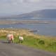 Atlantic Drive, Achill Island