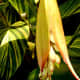 Pretty ginger plant blossoms, Alpinia zerumbet (shell ginger), just starting to unfold.