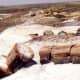 Long Logs in the Petrified Forest National Park