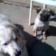 Waco and Charlie at training.