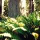 smith-river-california-to-crescent-city-california-ocean-pics-redwoods-forest