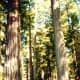 smith-river-california-to-crescent-city-california-ocean-pics-redwoods-forest